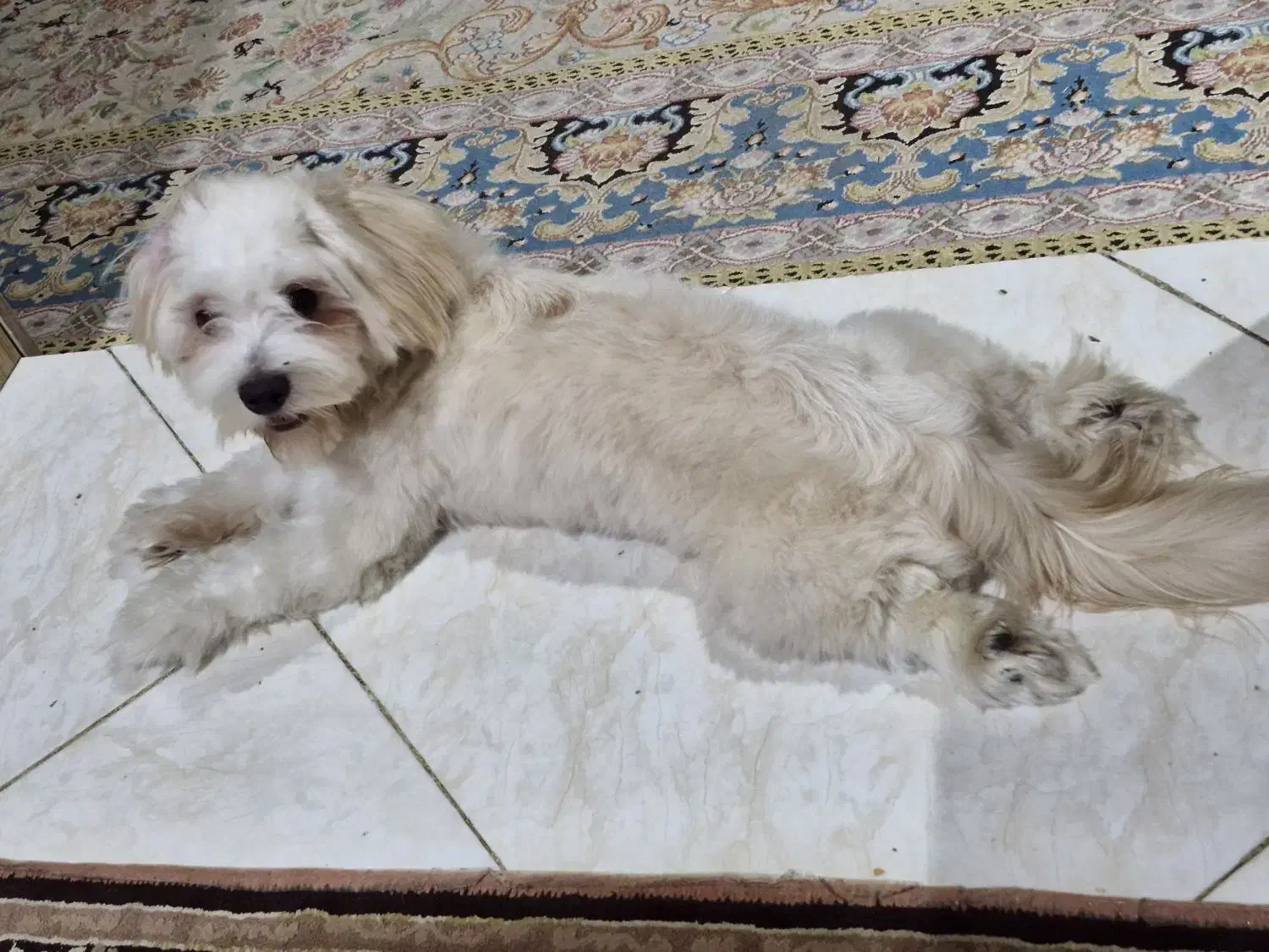 سگ ۸ ماهه شیتزو|سگ|قدس, شهرقدس|دیوار