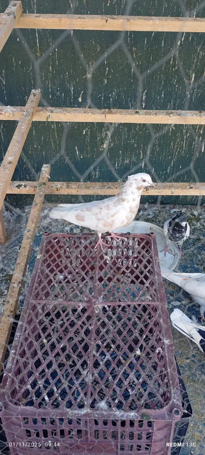 کبوتر پرشی|پرنده|قرچک, میرزائی شمالی|دیوار