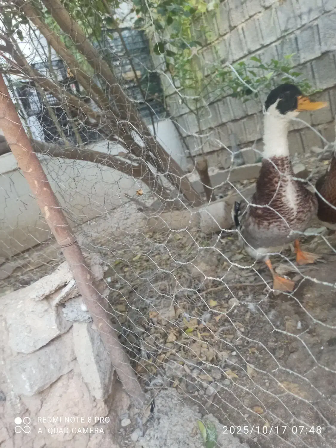اردک تخم گذار مکان (وحدتیه)|حیوانات مزرعه|وحدتیه, |دیوار