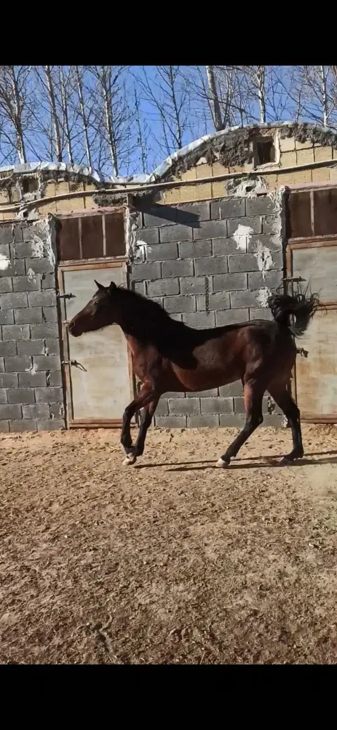 مادیون فروش|اسب و تجهیزات اسبسواری|مبارکه, |دیوار