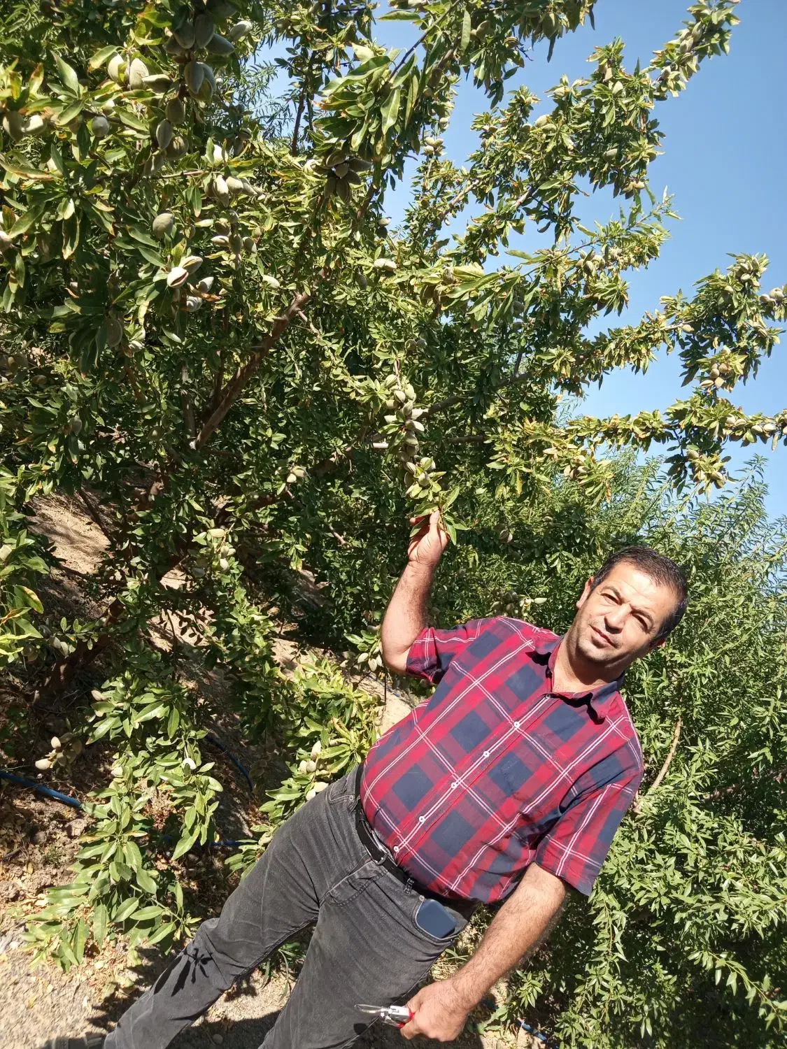 فروش انواع نهال های اصلاح شده وپربارودیرگل تضمینی|گل و گیاه طبیعی|مراغه, |دیوار