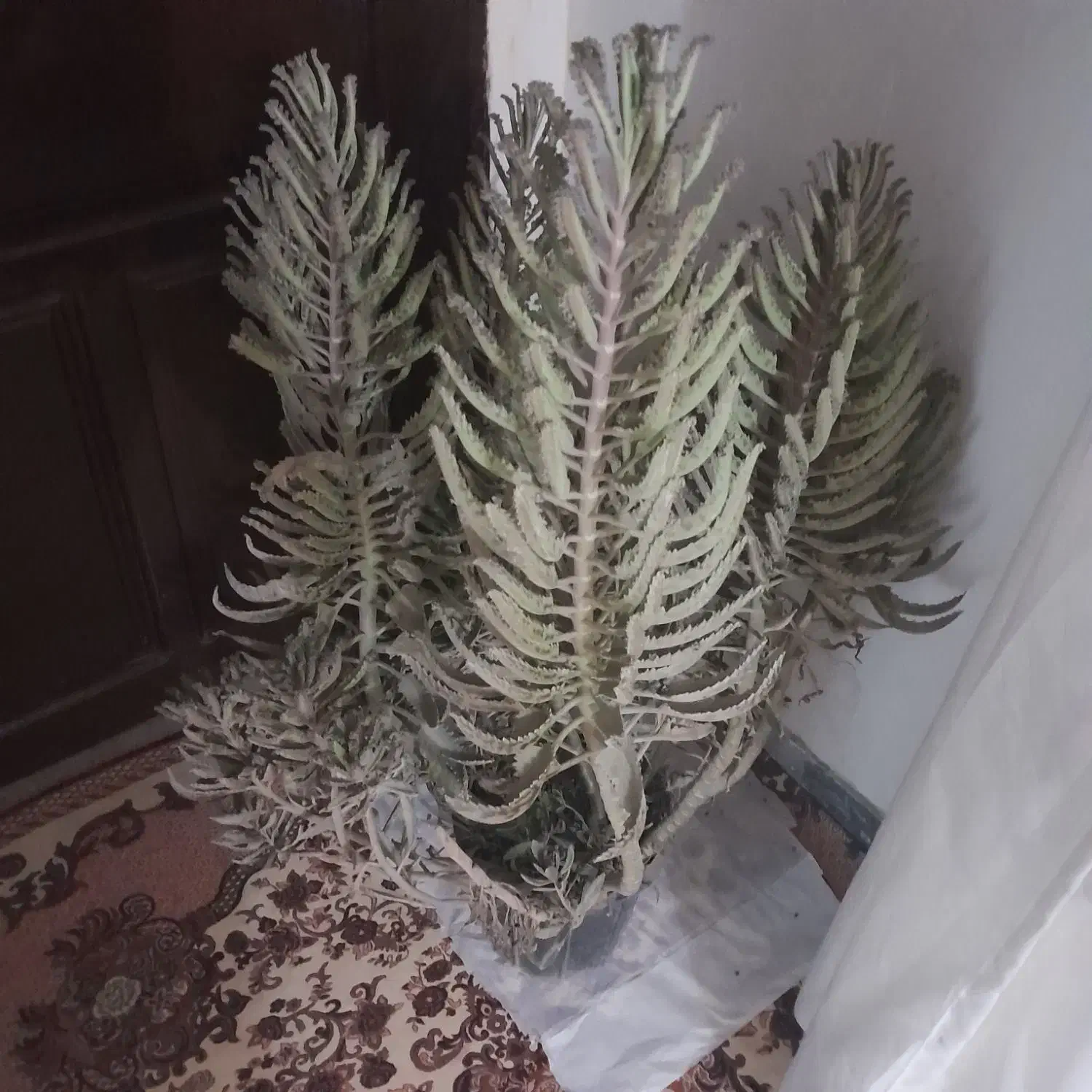 گل اشک عروس ۲ساله|گل و گیاه طبیعی|چابهار, |دیوار