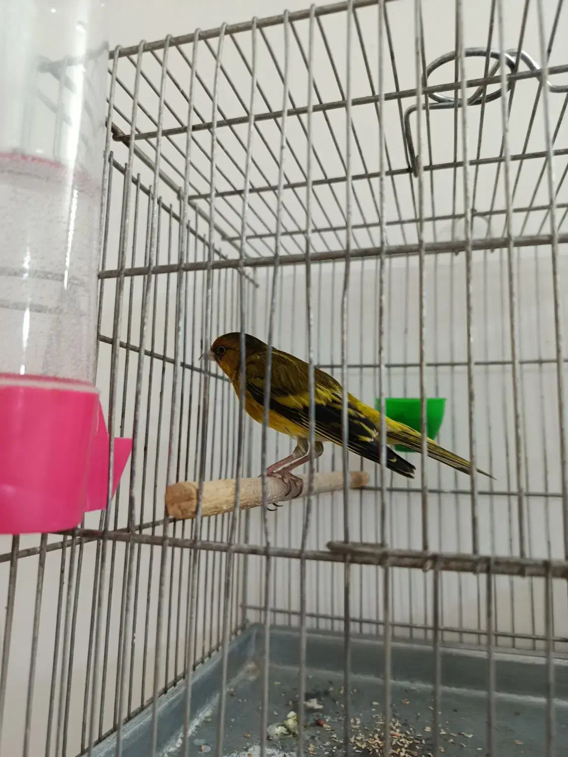 سهره قناری زیبا|پرنده|شازند, |دیوار