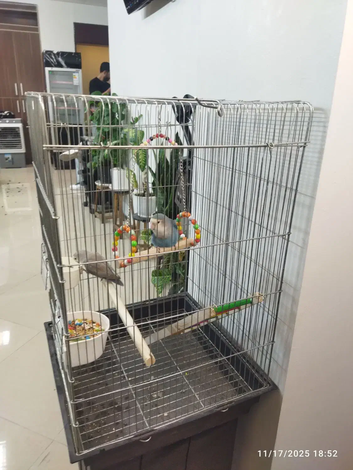 طوطی برزیلی|پرنده|شهریار, شهریار|دیوار