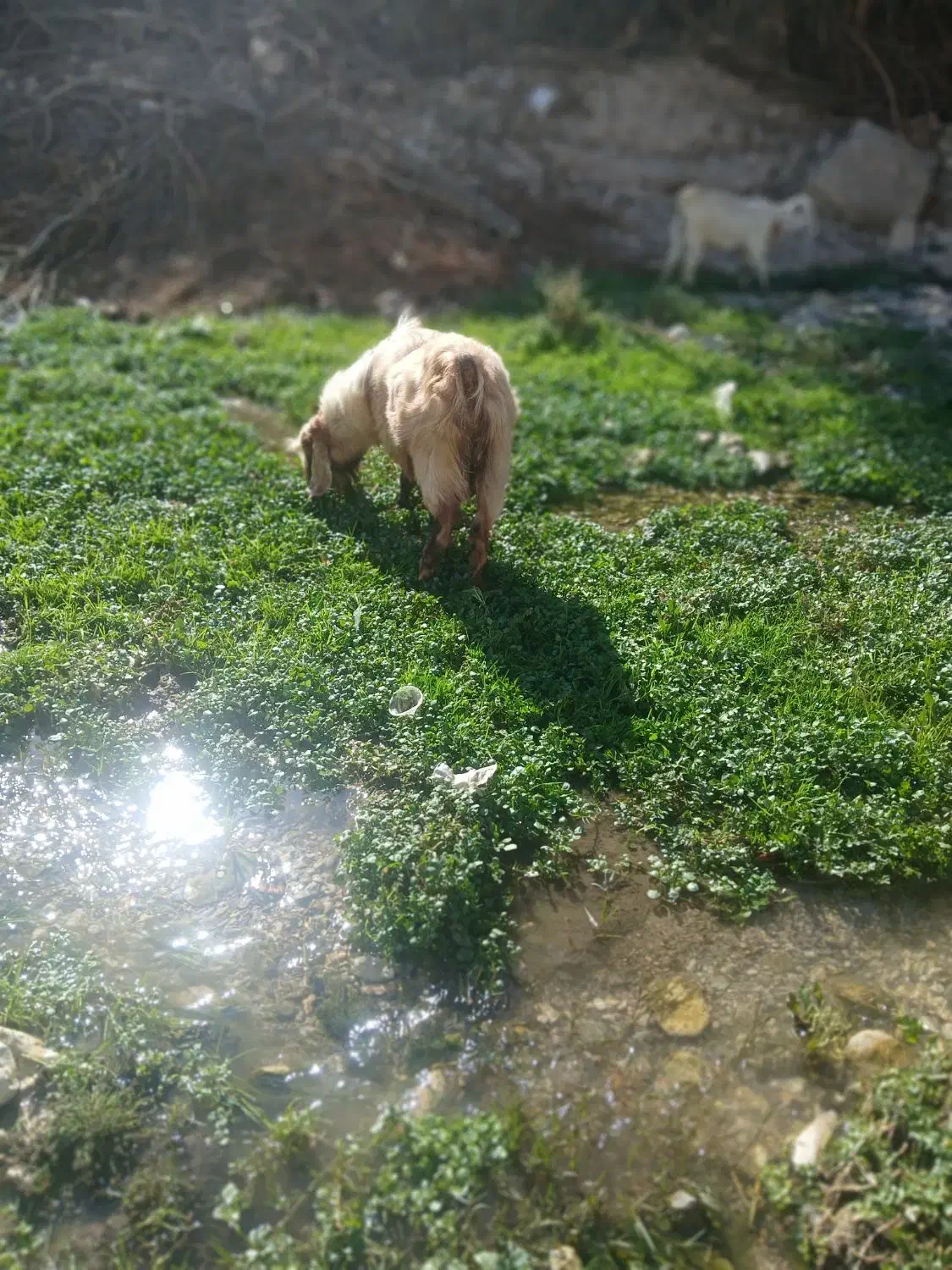 بز نر هل|حیوانات مزرعه|سیوان, |دیوار