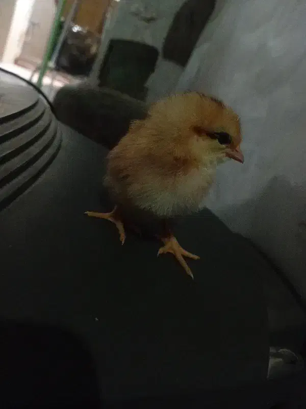 جوجه ۱۰روزه|حیوانات مزرعه|بندر گناوه, |دیوار