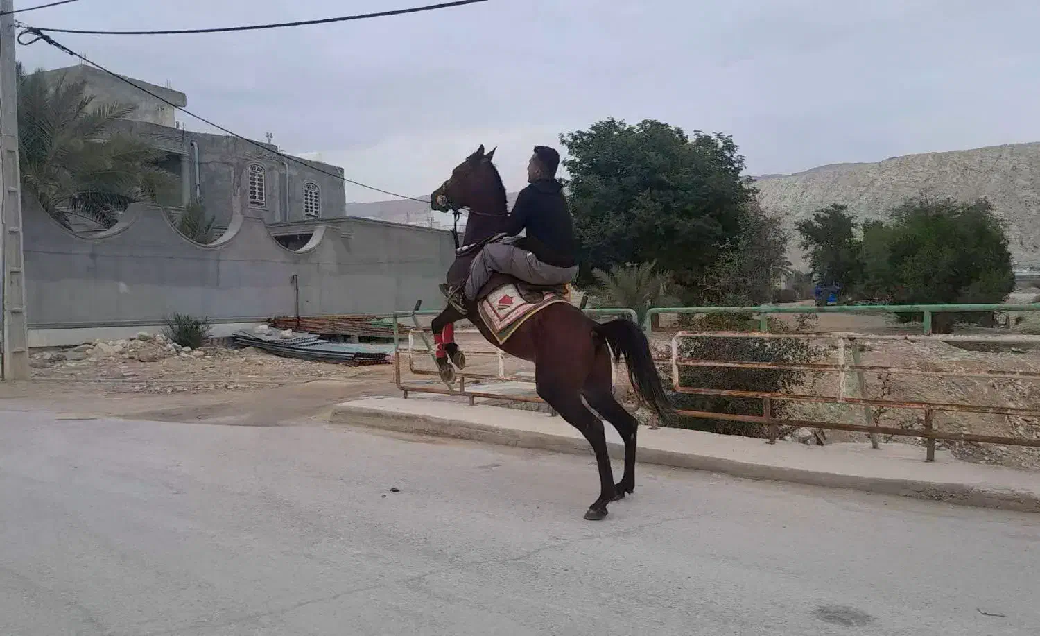 شیرزاد نریون عرب|اسب و تجهیزات اسب‌سواری|ارد, |دیوار