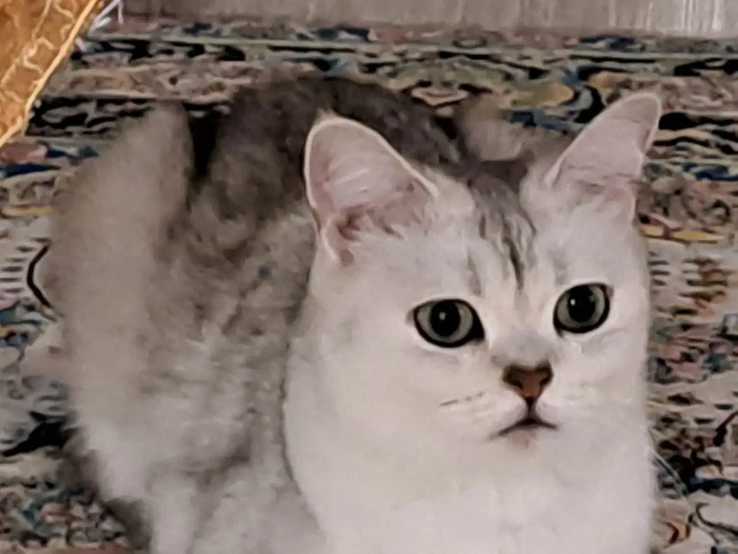 گربه بریتیش سیلورماده|گربه|شیراز, دوکوهک|دیوار