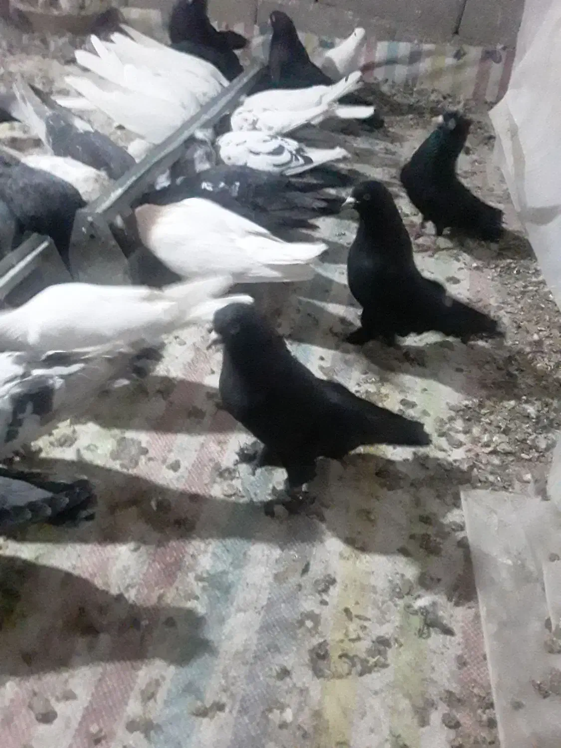 کبوتر|پرنده|خسروشاه, |دیوار