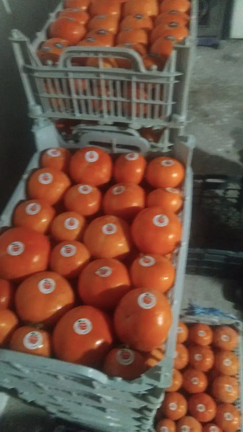 خرید وفروش خرمالو|خوردنی و آشامیدنی|سیلوانه, |دیوار