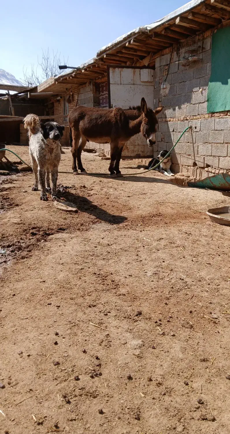 واگذاری سگ|سگ|لاران, |دیوار