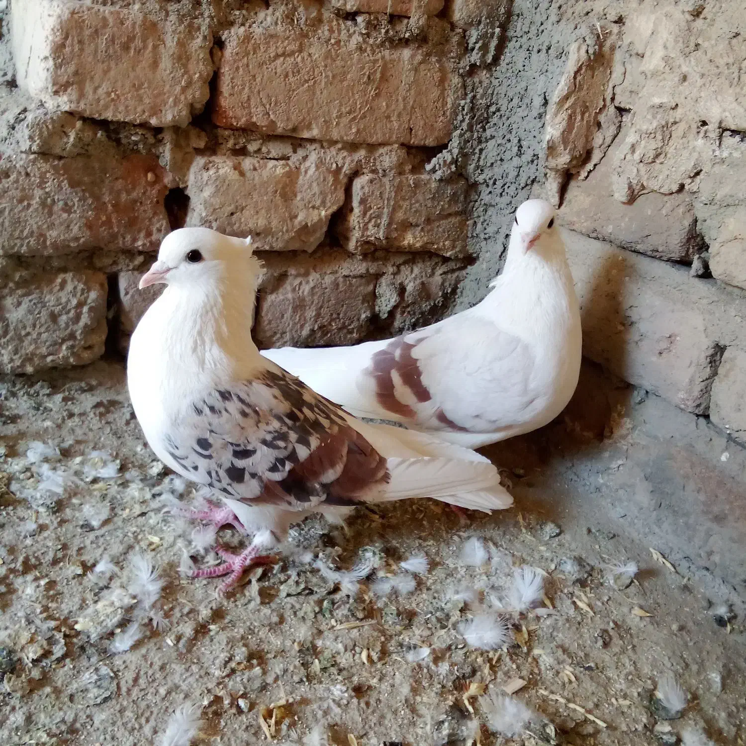 نرو ماده پلنگ میل سرخ|پرنده|دورود, |دیوار