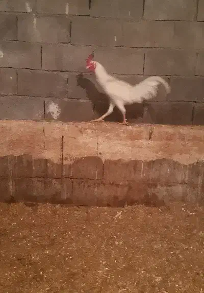 خروس|حیوانات مزرعه|جوانرود, |دیوار