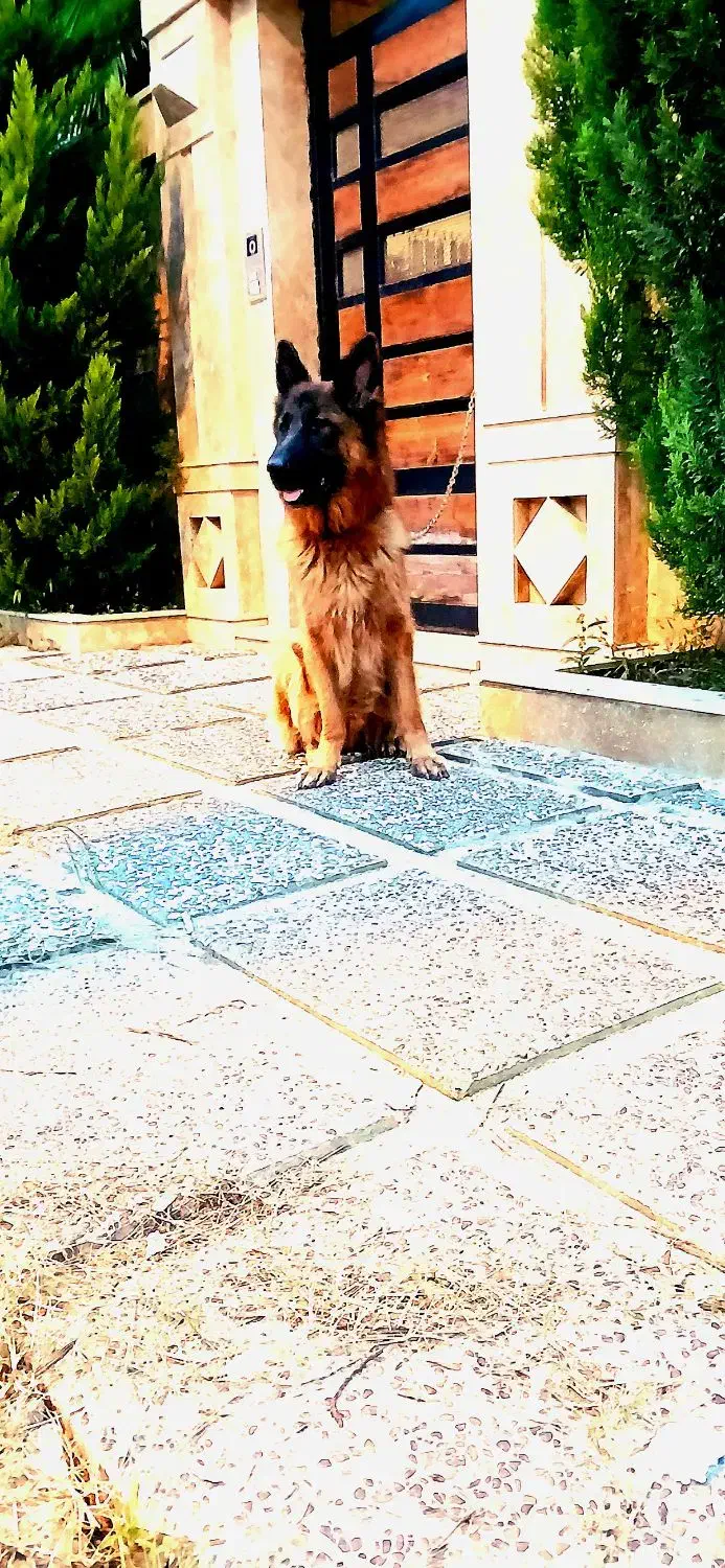 ژرمن شیپرد دوساله جنسیت ماده|سگ|عباسآباد, |دیوار