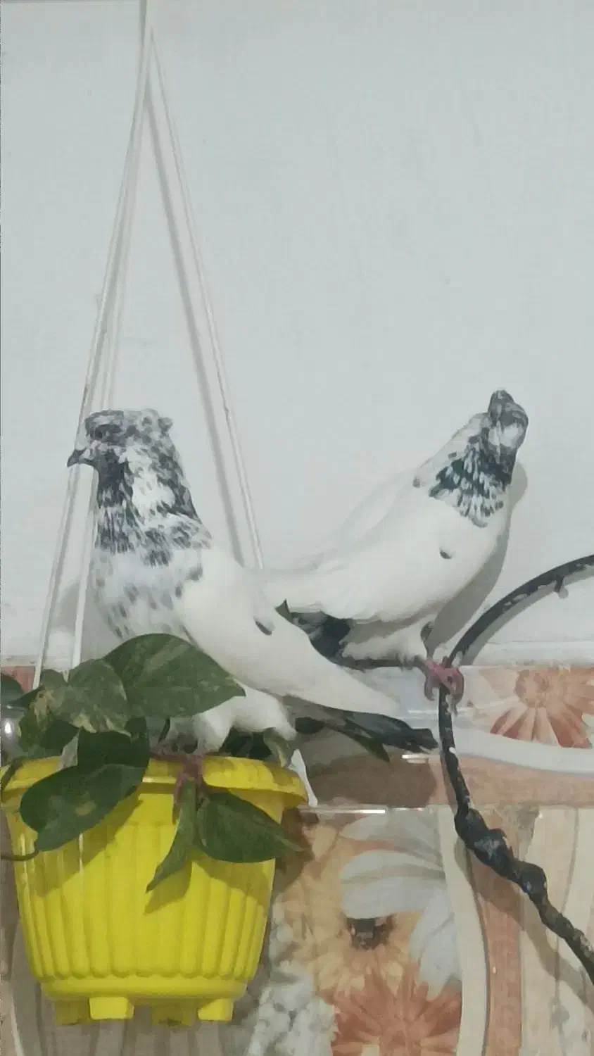 کله دم سبز|پرنده|قرق, |دیوار