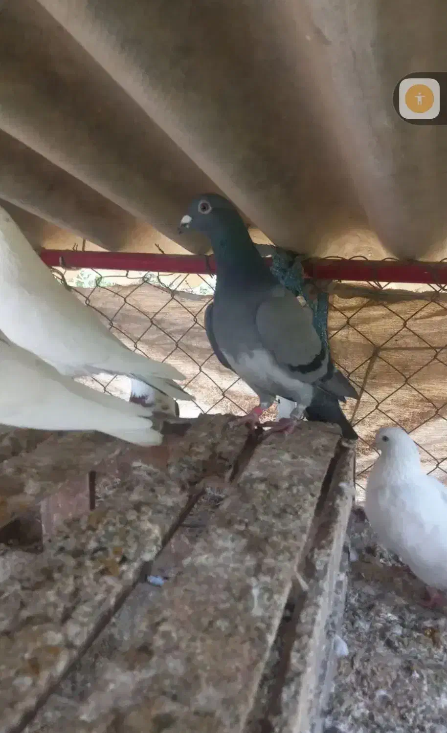 فروشی|پرنده|سرخنکلاته, |دیوار