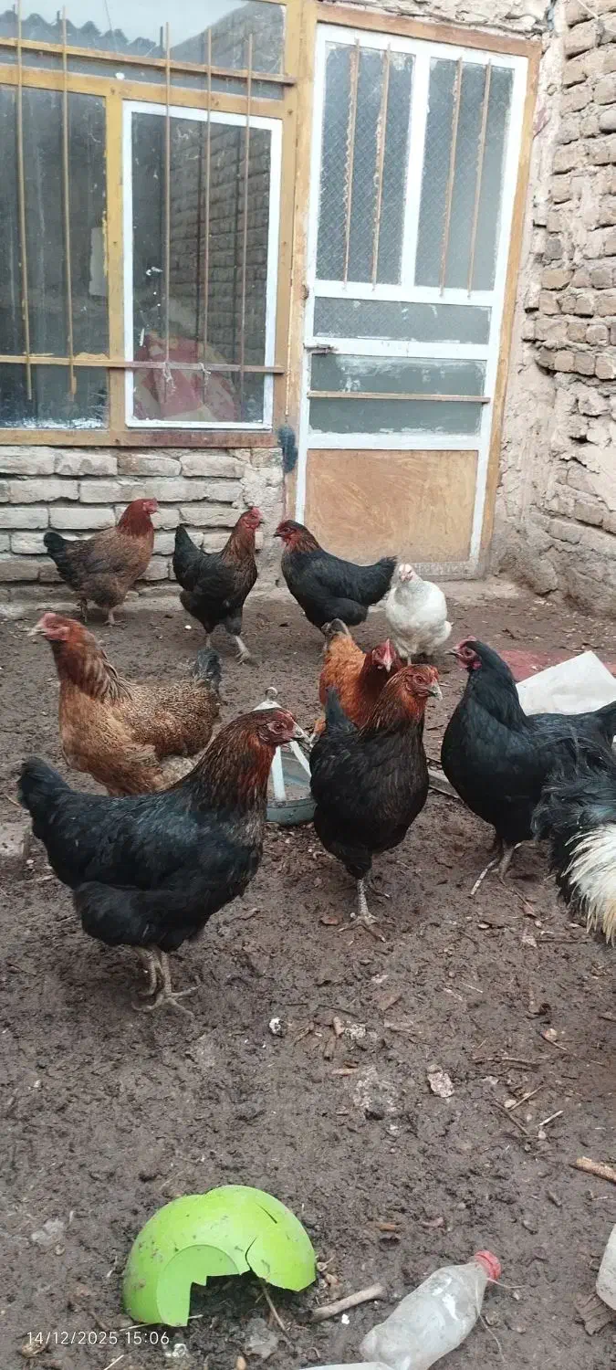 مرغ و خروس|حیوانات مزرعه|مه ولات, |دیوار