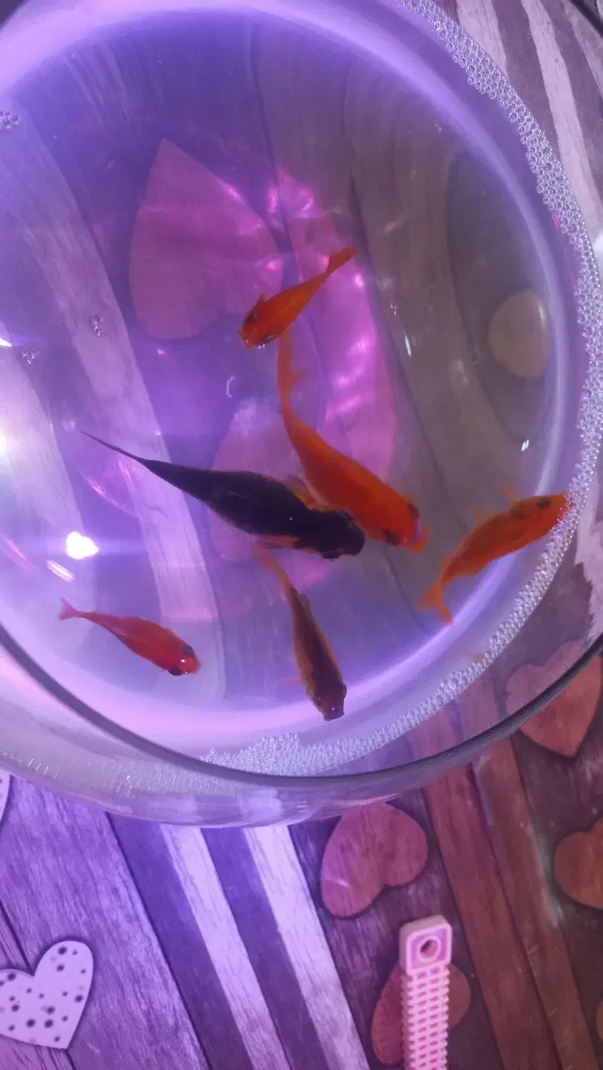 ماهی عید|ماهی|خمینیشهر, |دیوار