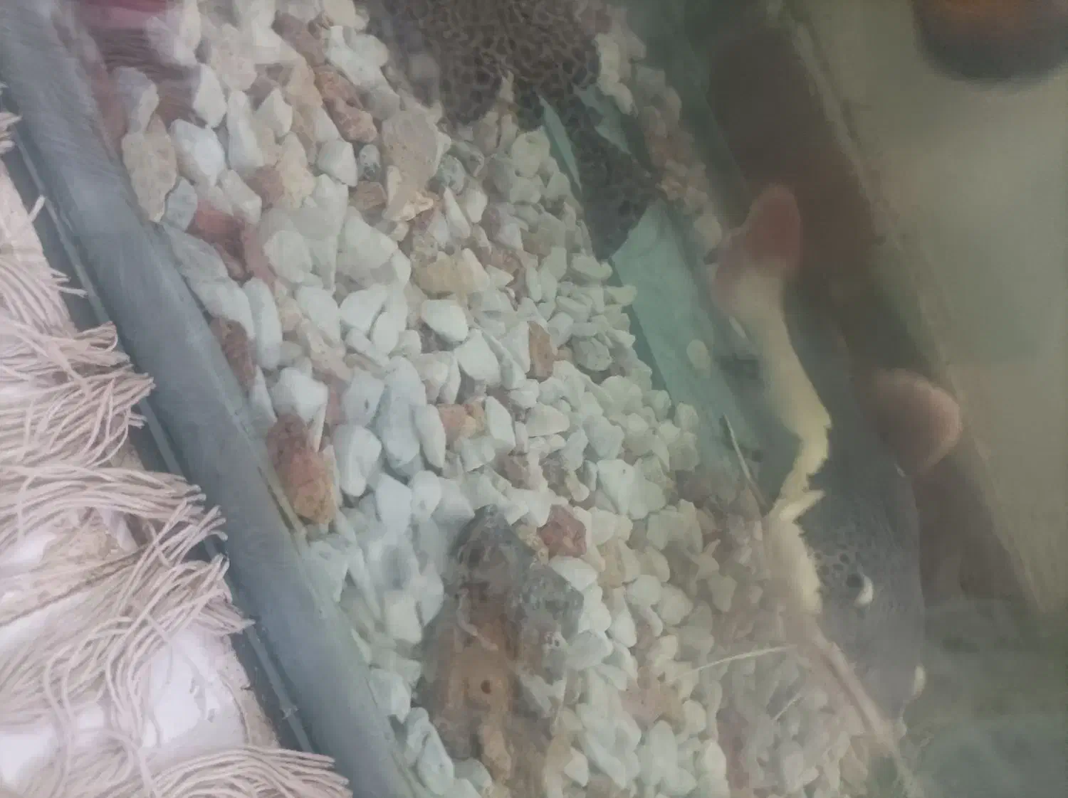 ماهی ردتیل|ماهی|بندرعباس, |دیوار