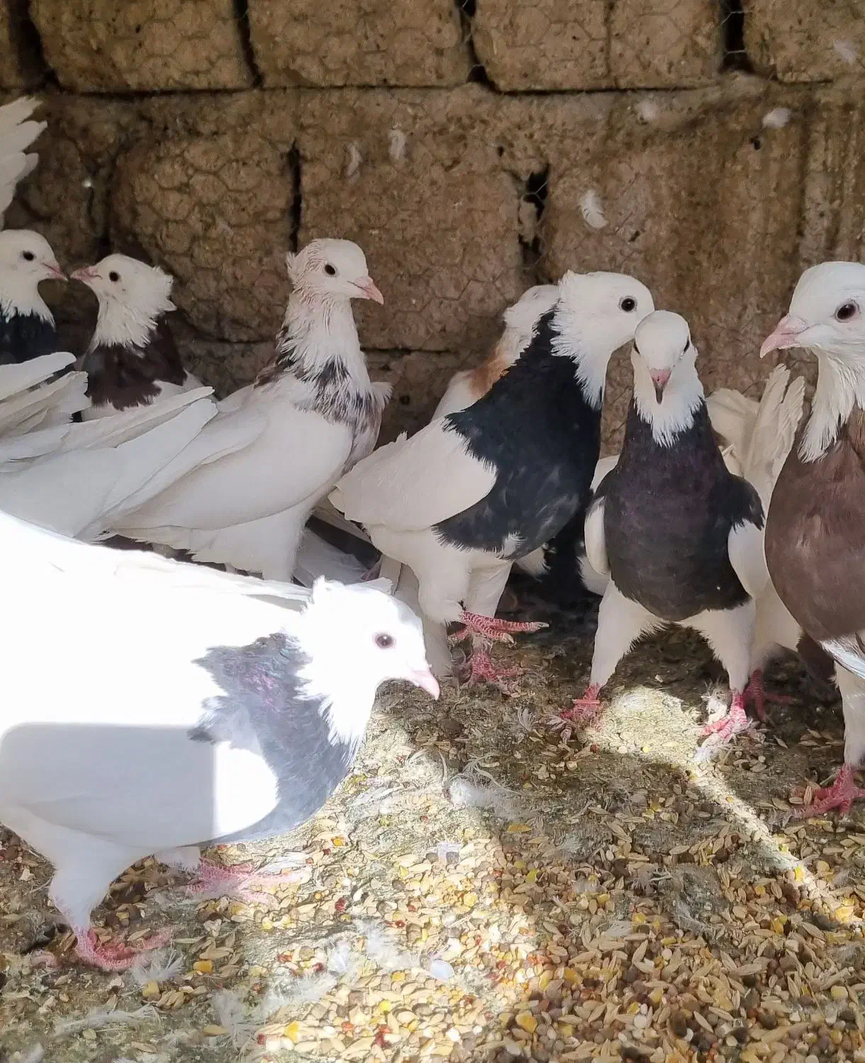 کبوتر طوقی|پرنده|مبارکه, |دیوار