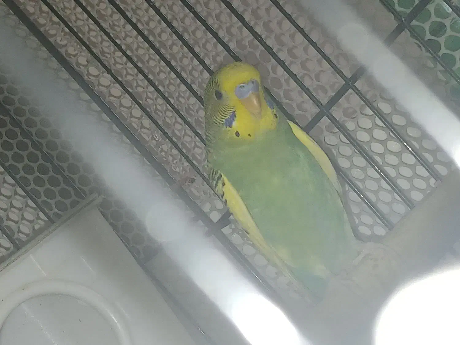 مرغ عشق|پرنده|پاکدشت, پاکدشت (مامازند)|دیوار