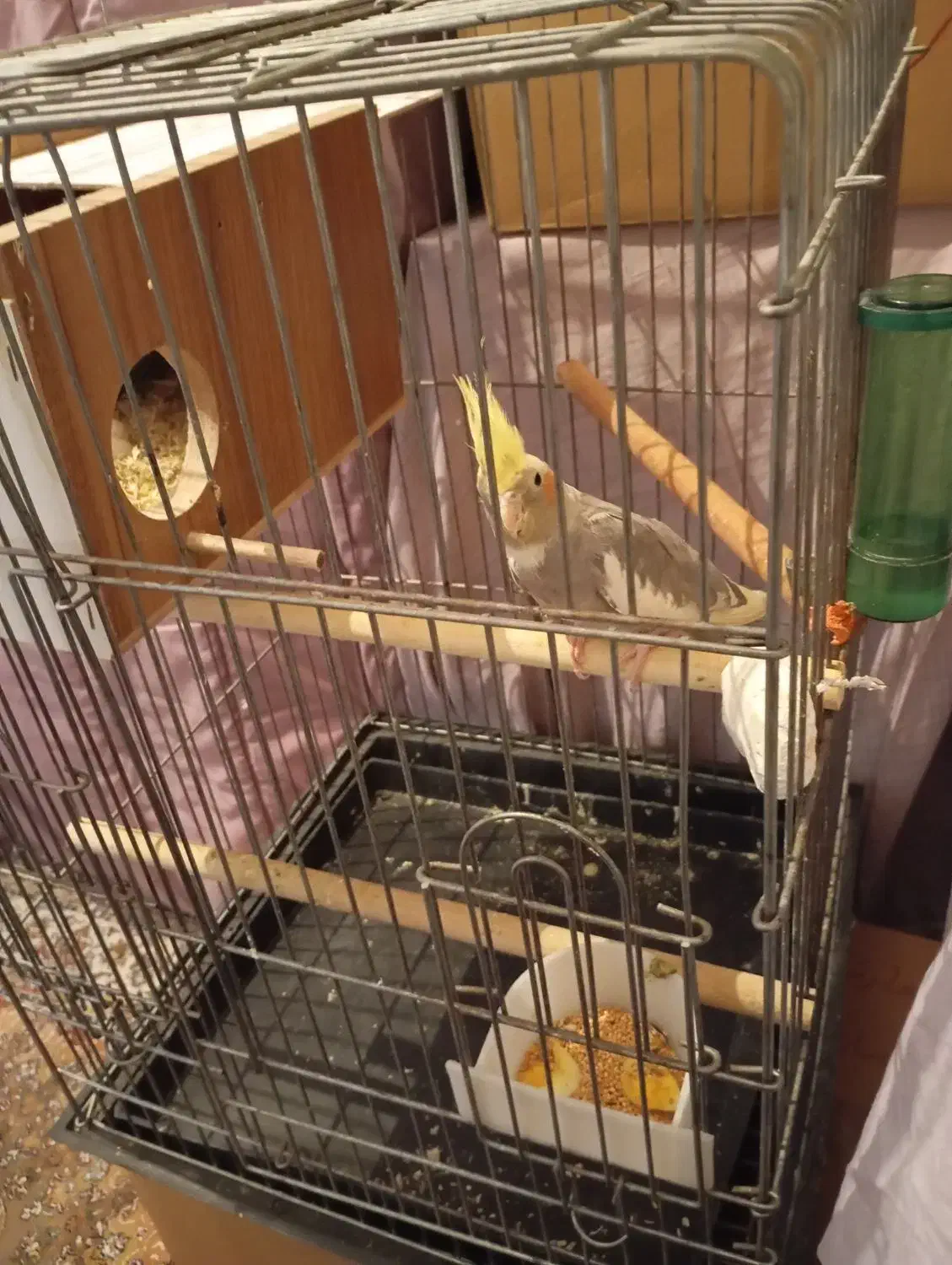 عروس هلندی ماده|پرنده|الوند, |دیوار