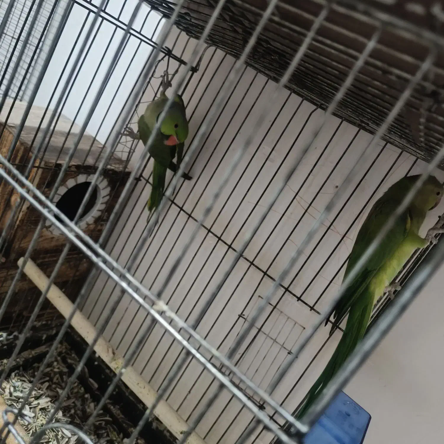 جفت طوطی ملنگو و جفت برزیلی و دو جفت عروس هلندی|پرنده|بندر امام خمینی, |دیوار