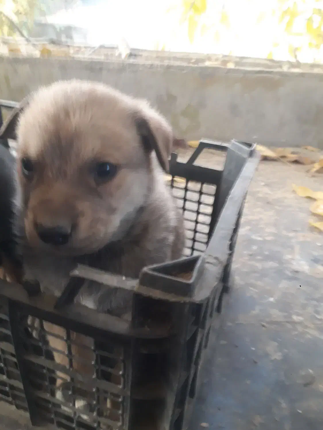 دو قلاده توله روتوایلر از پدر و مادری اصیل|سگ|صحنه, |دیوار