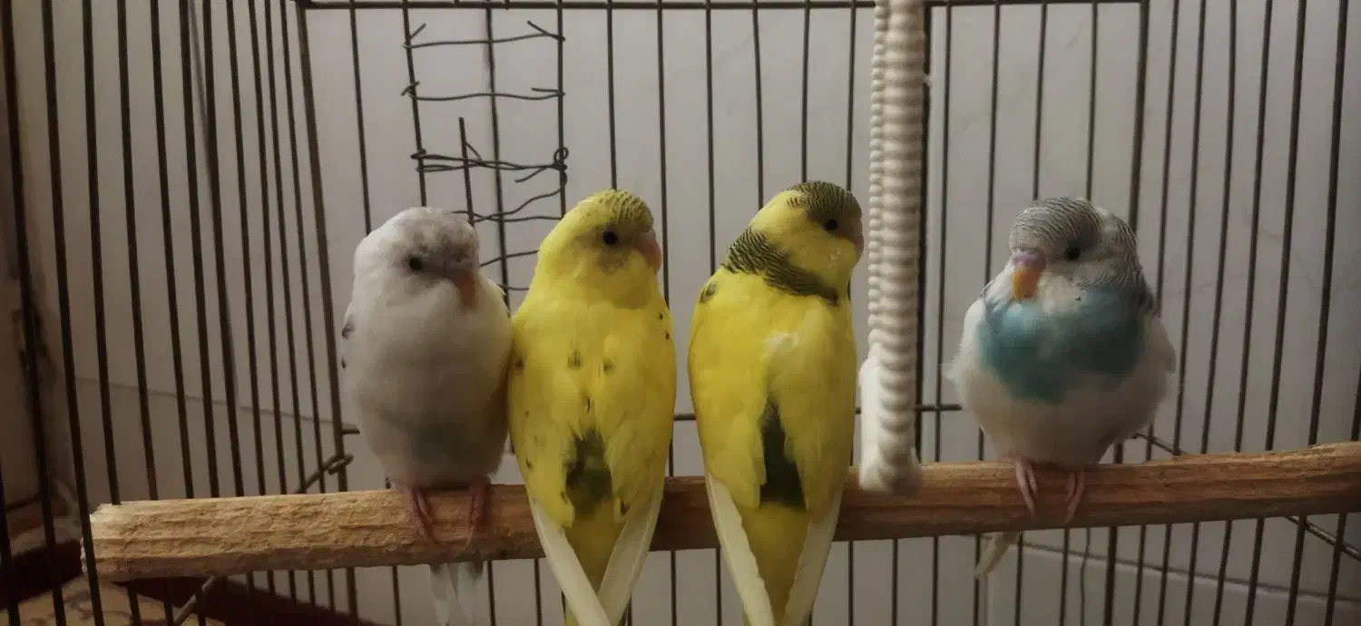 مرغ عشق|پرنده|قم, ولیعصر|دیوار