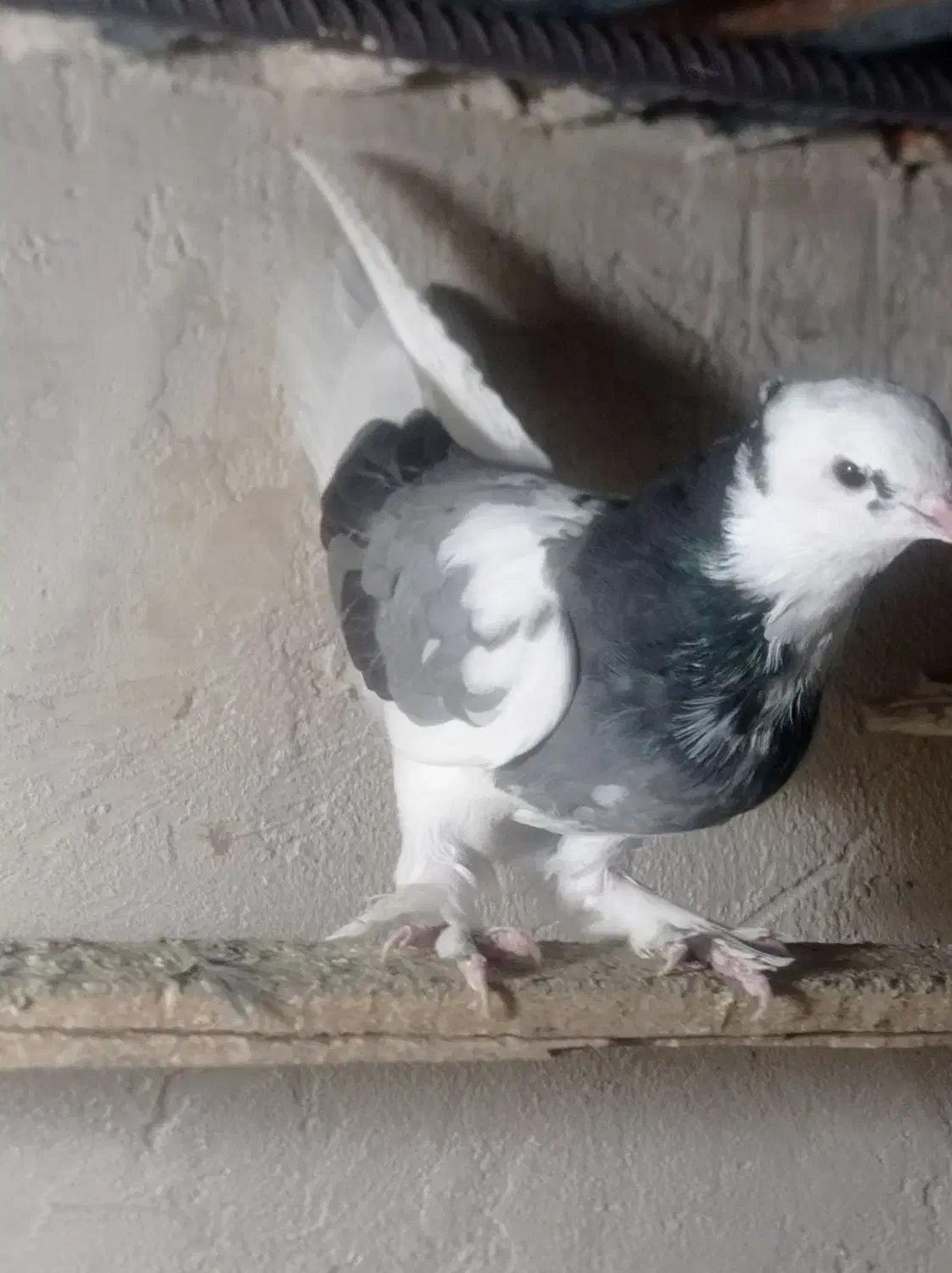 شازده آبی|حیوانات|نقده, |دیوار