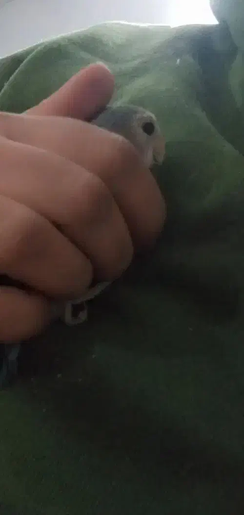 عروس قفس جفت کوتوله برزیلی رنگ آبی دستی|پرنده|مشهد, رستگار|دیوار