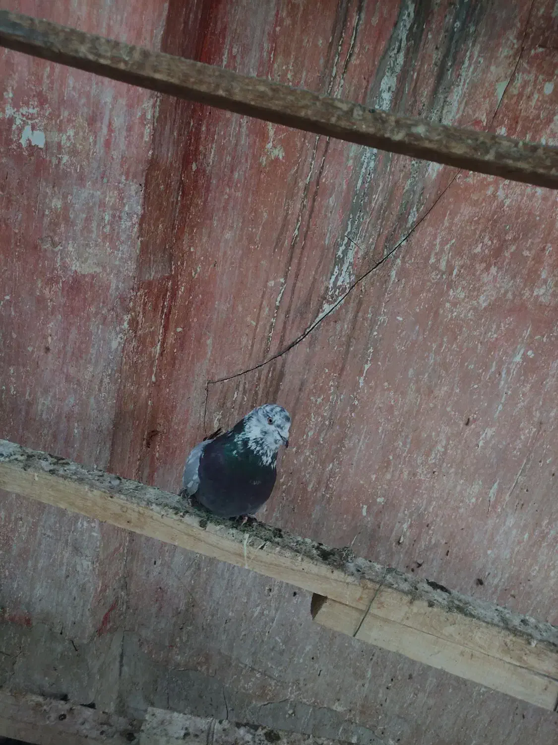 کبوتر صدا کن پر|حیوانات|خمینی‌شهر, |دیوار