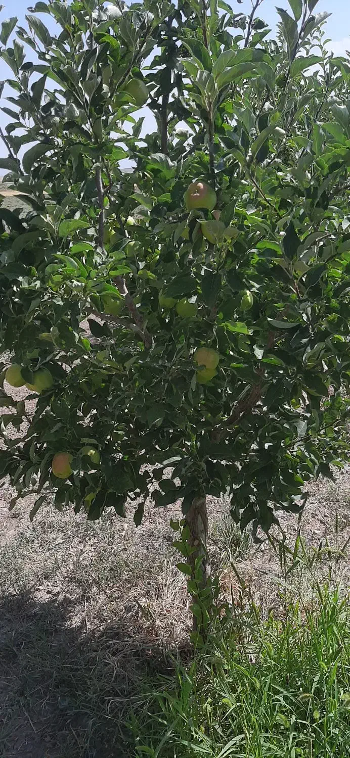 زمین باغی|فروش زمین و ملک کلنگی|بستان آباد, |دیوار