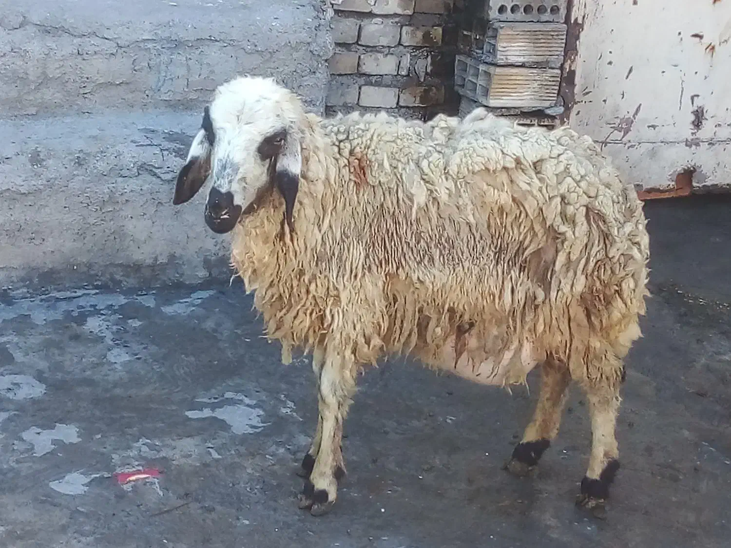 بره|حیوانات مزرعه|اهواز, زیتون کارمندی|دیوار