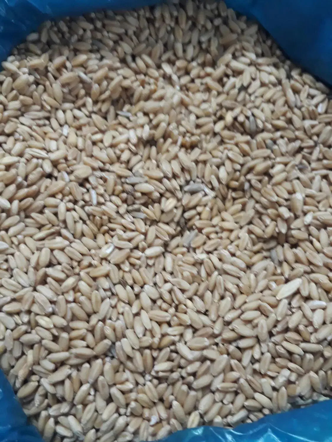 گندم بذری|کلکسیون و سرگرمی|بجنورد, |دیوار