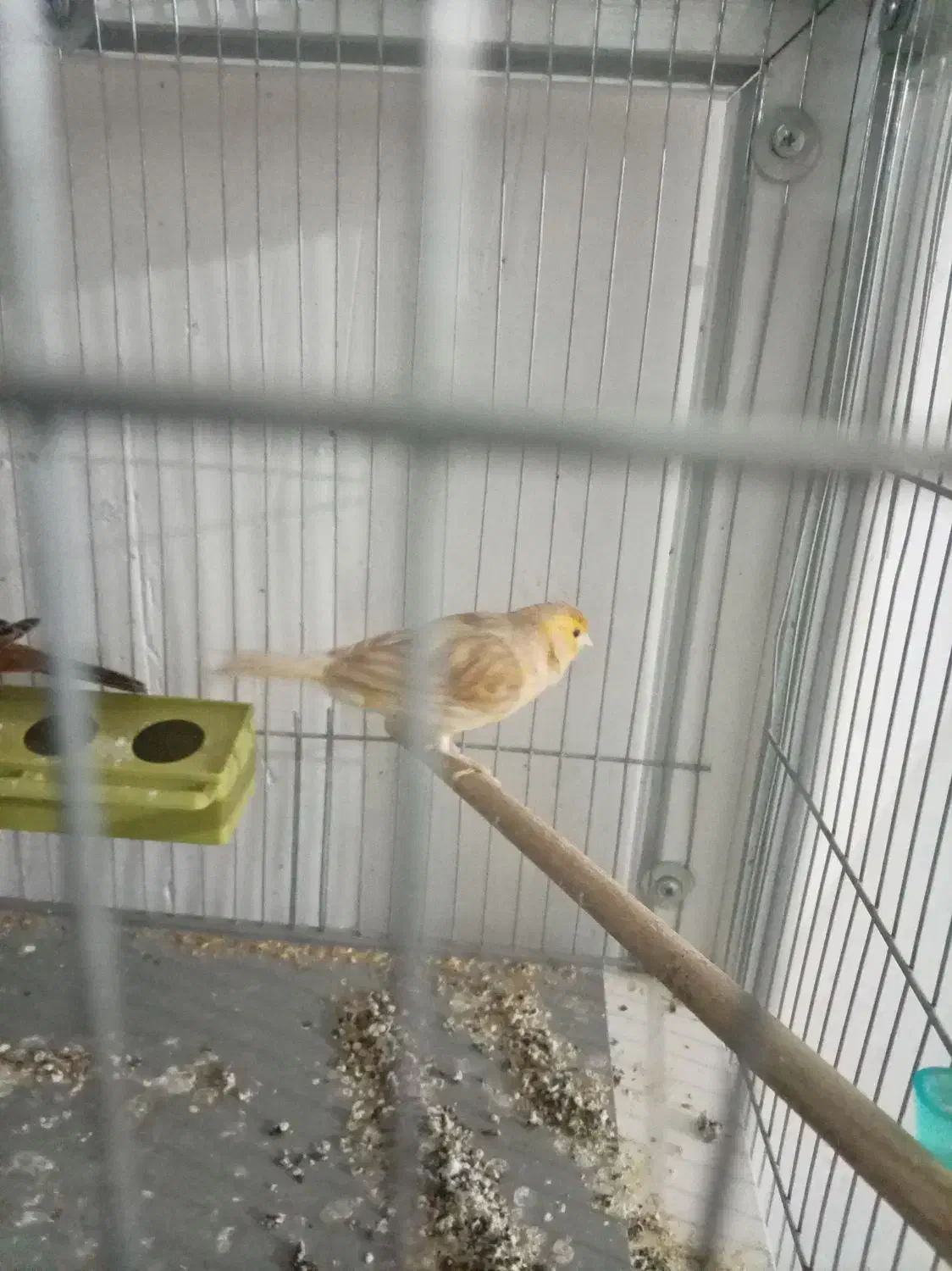 قناری ماده|پرنده|کرمان, |دیوار