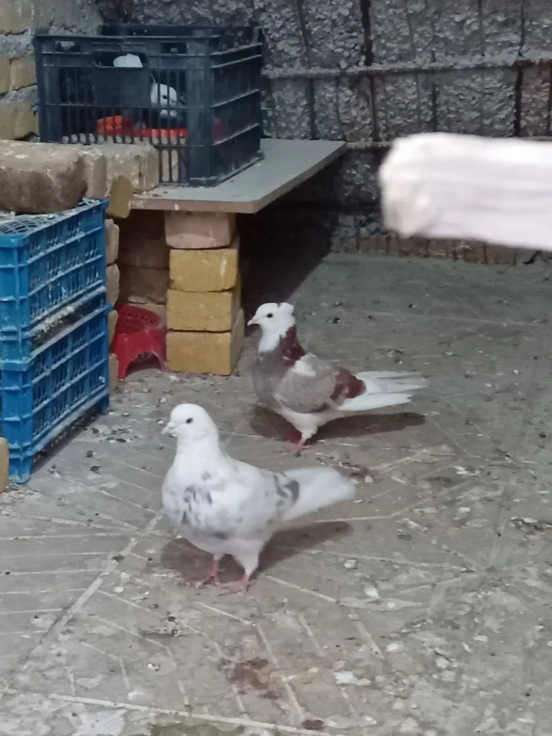 کبوتر پرشی . پرش سنگین|پرنده|نورآباد, |دیوار