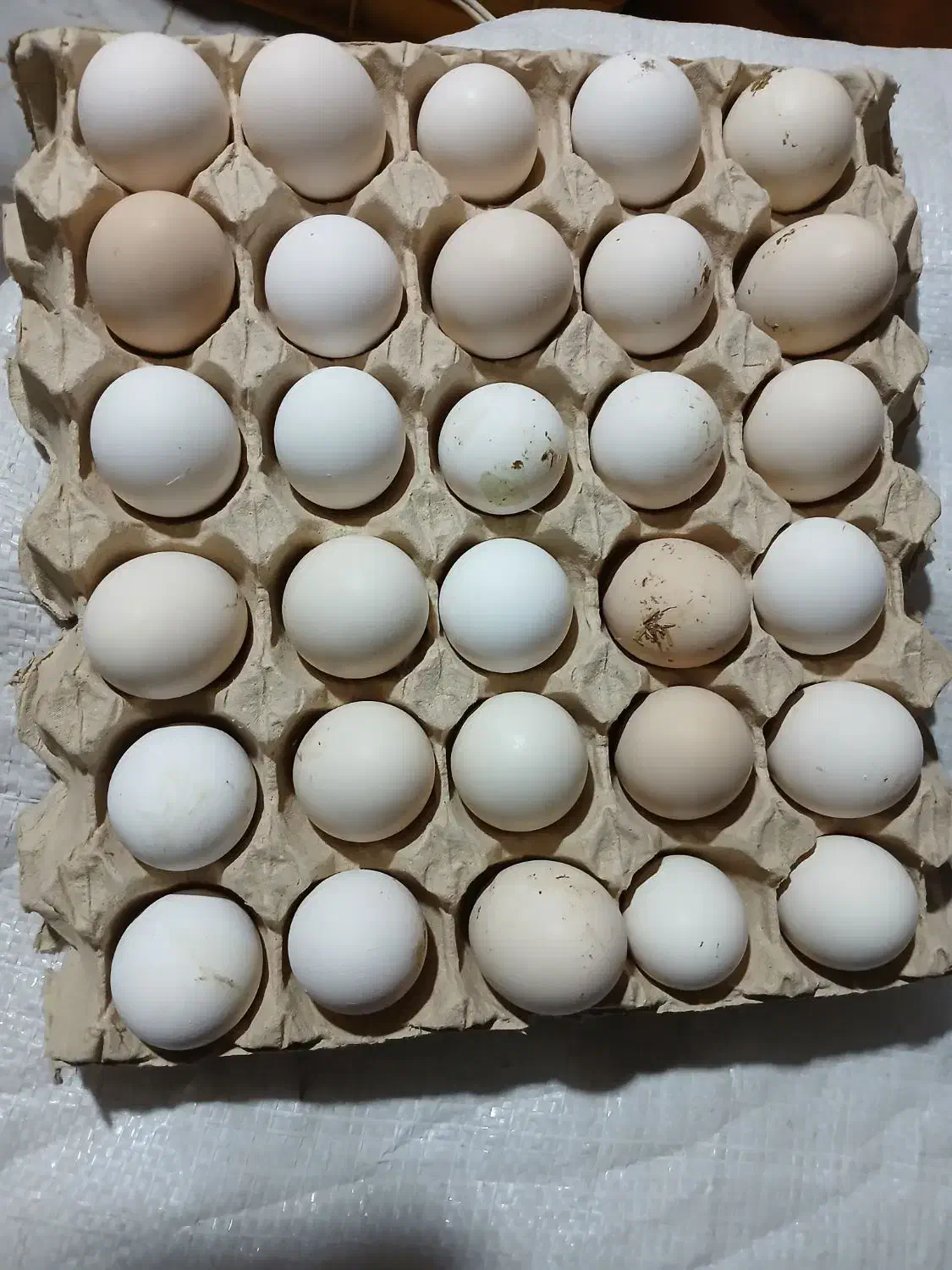 تخم مرغ نطفه دار گلین|حیوانات مزرعه|بهارستان, |دیوار