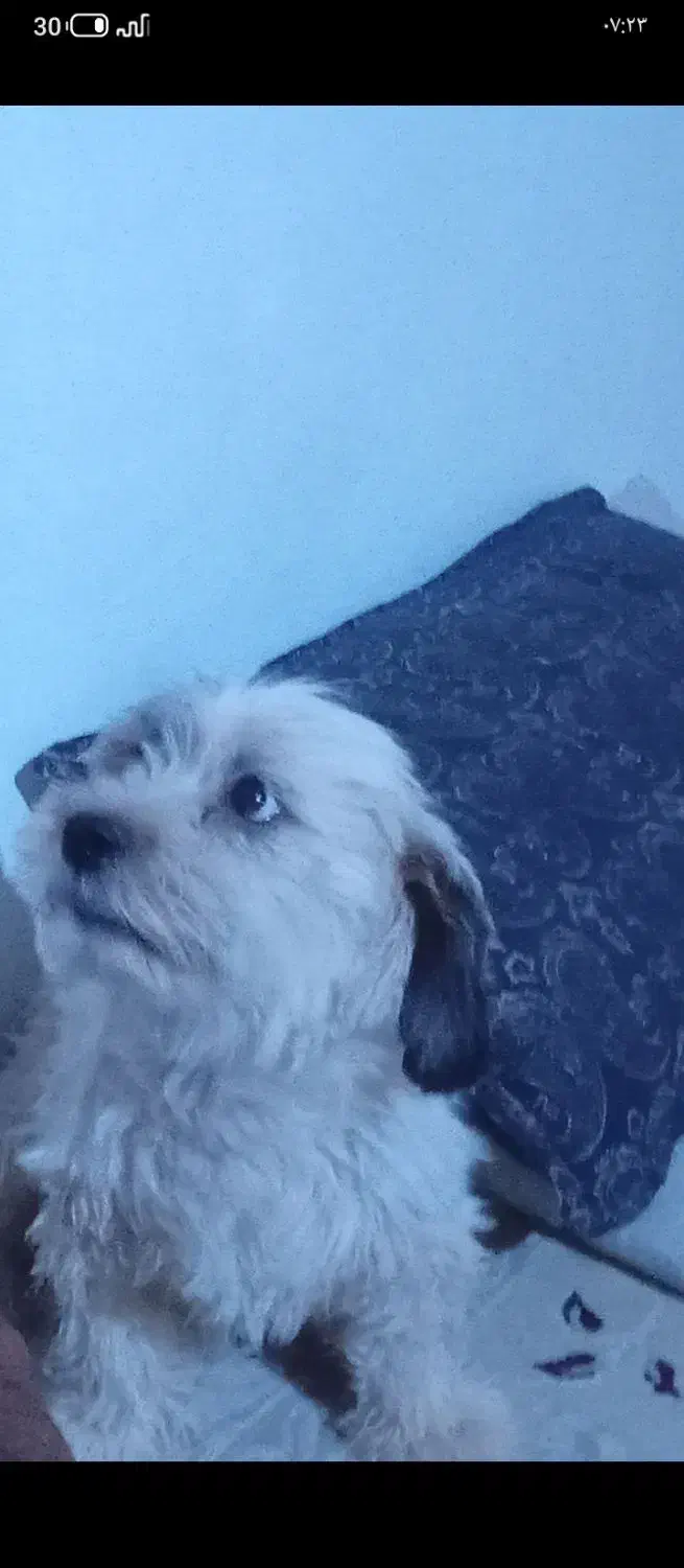 حیوان خانگی نژاد شیتزو .تربیت شده|سگ|قائن, |دیوار