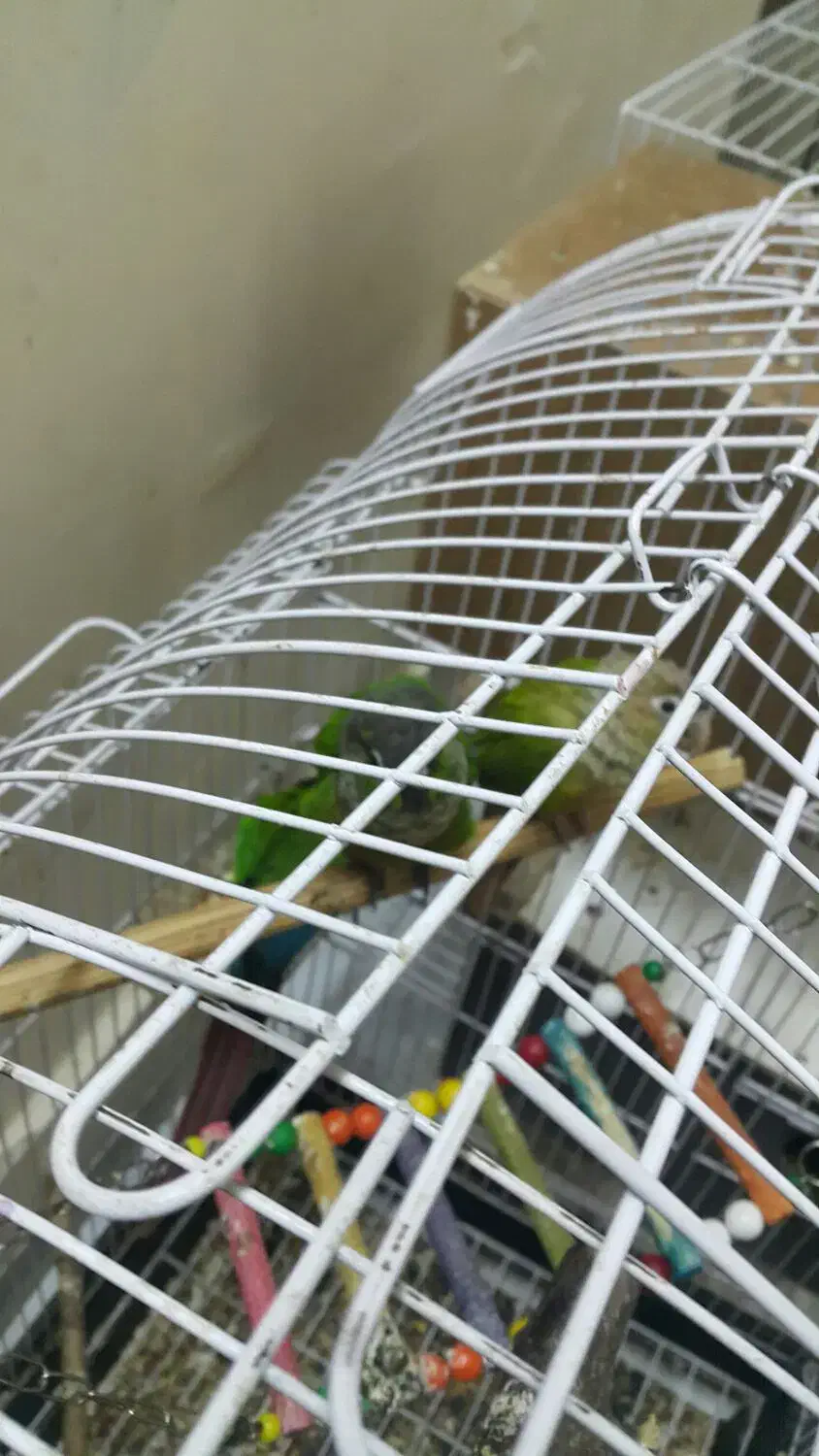 طوطی گریینچیک|پرنده|مشهد, عیدگاه|دیوار