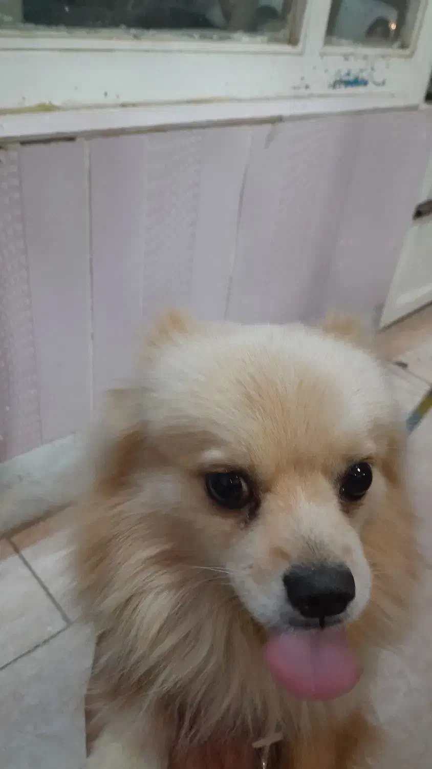 پامر نر یکساله|سگ|شاهین‌شهر, شهرک هشت بهشت|دیوار