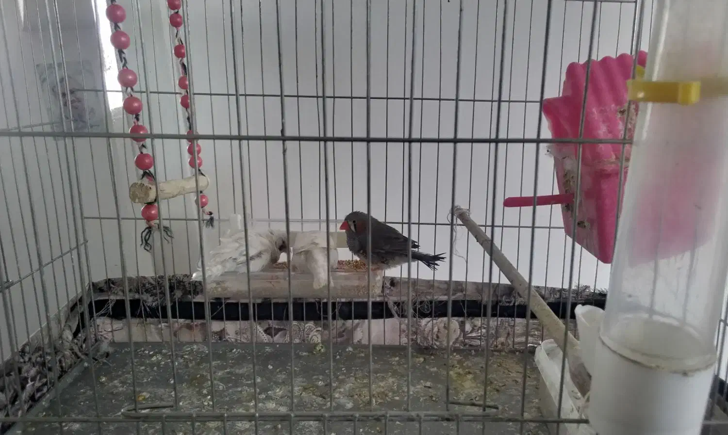 فروش فنچ|پرنده|قم, بوستان علوی|دیوار