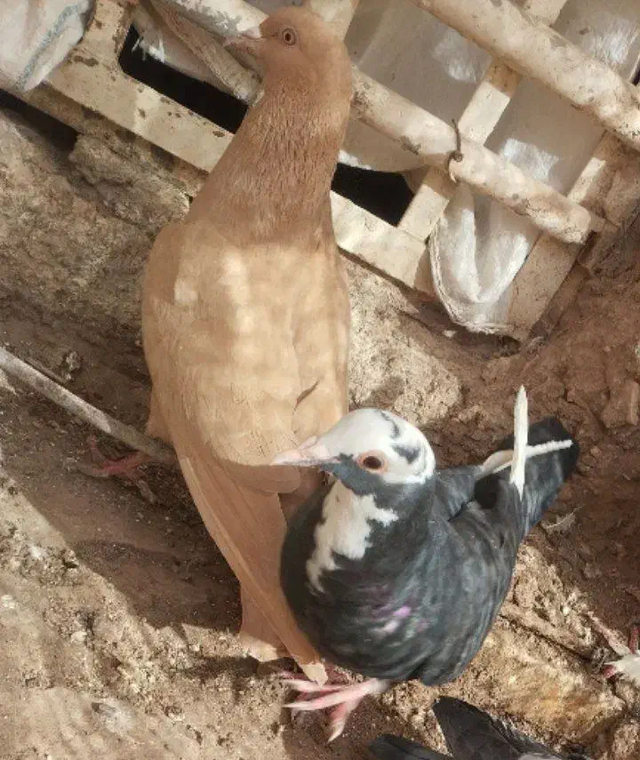 مرغ|حیوانات|کرمان, |دیوار