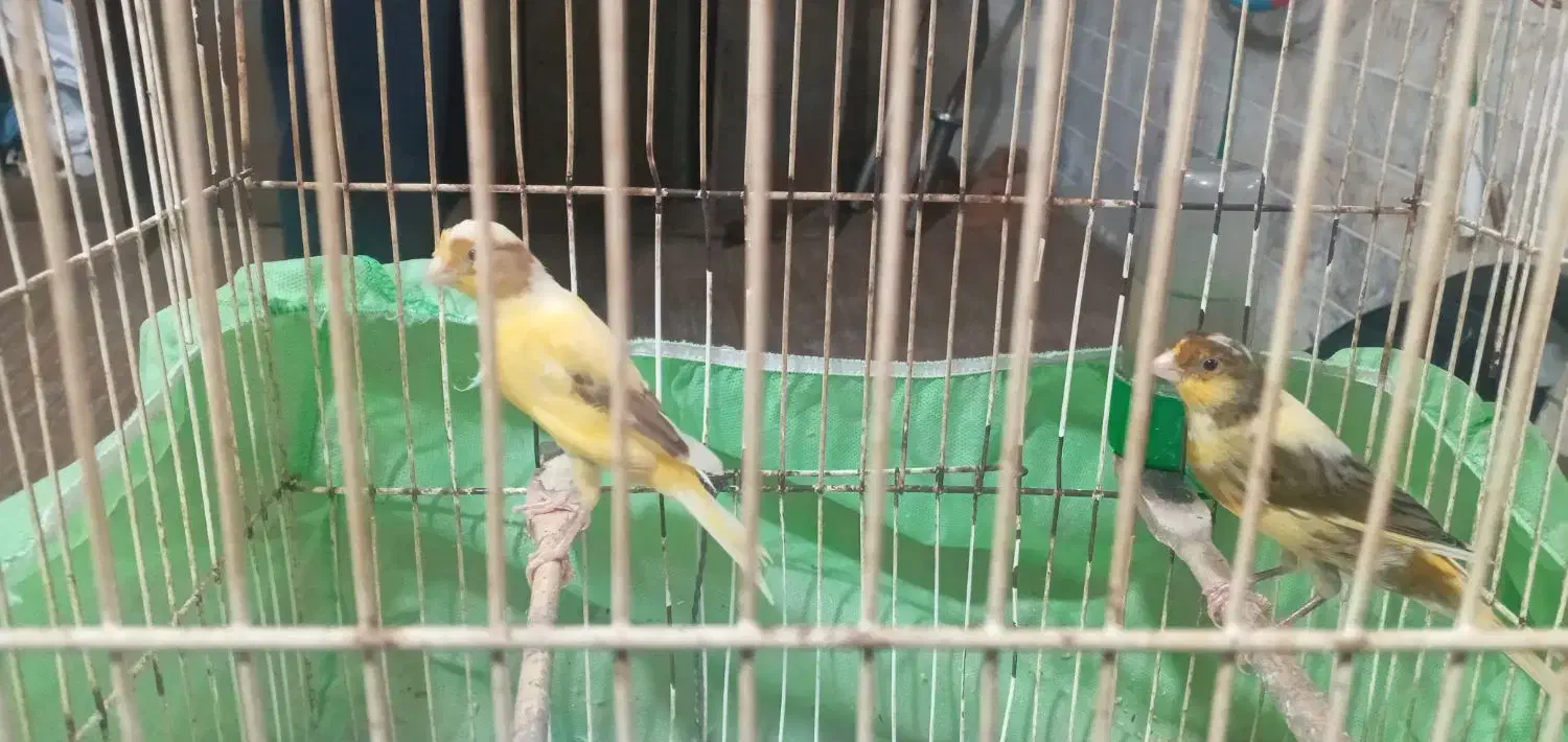 قناری نر سبز ماده زرد جوان آماده جفت|پرنده|رشت, بازار|دیوار