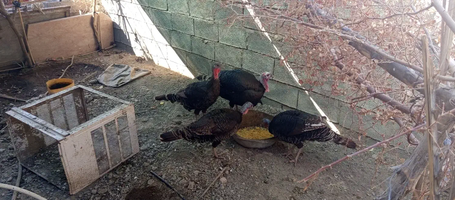 بو قلمون|حیوانات مزرعه|توکهور, |دیوار