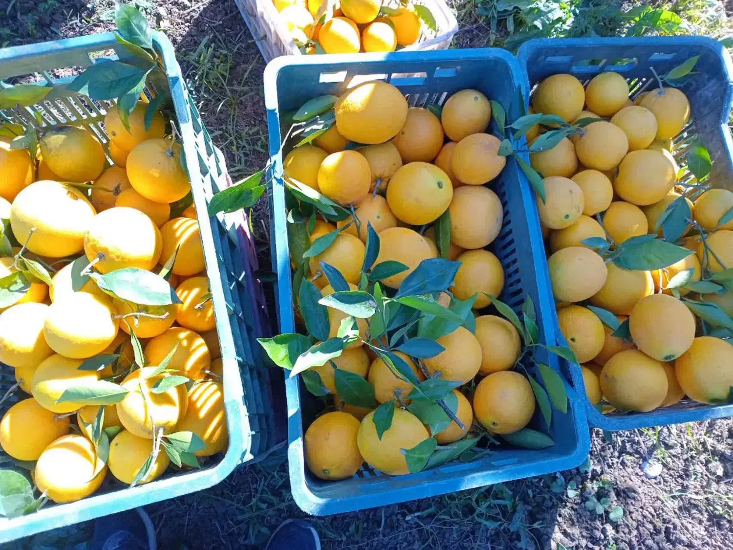 پرتقال تامسون|خوردنی و آشامیدنی|قائمشهر, |دیوار