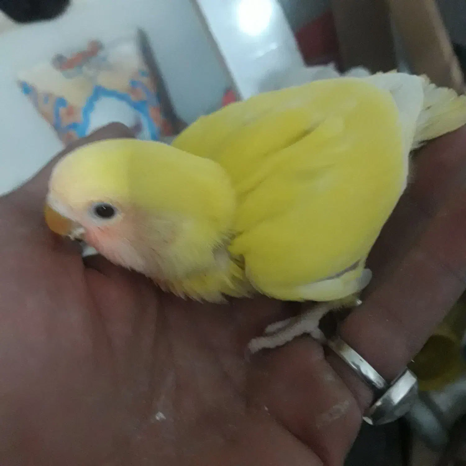 طوطی برزیلی سرلاکی|پرنده|سوسنگرد, |دیوار