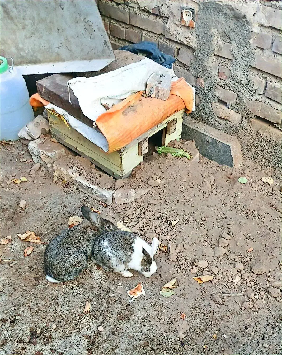 یک جفت خرگوش بازیگوش|موش و خرگوش|شوط, |دیوار