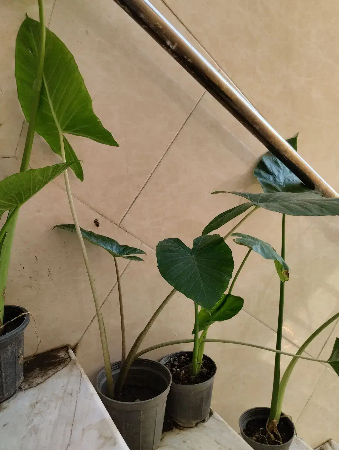 باباآدم جاینت و تنه قرمز|حراج|قم, در بهشت|دیوار