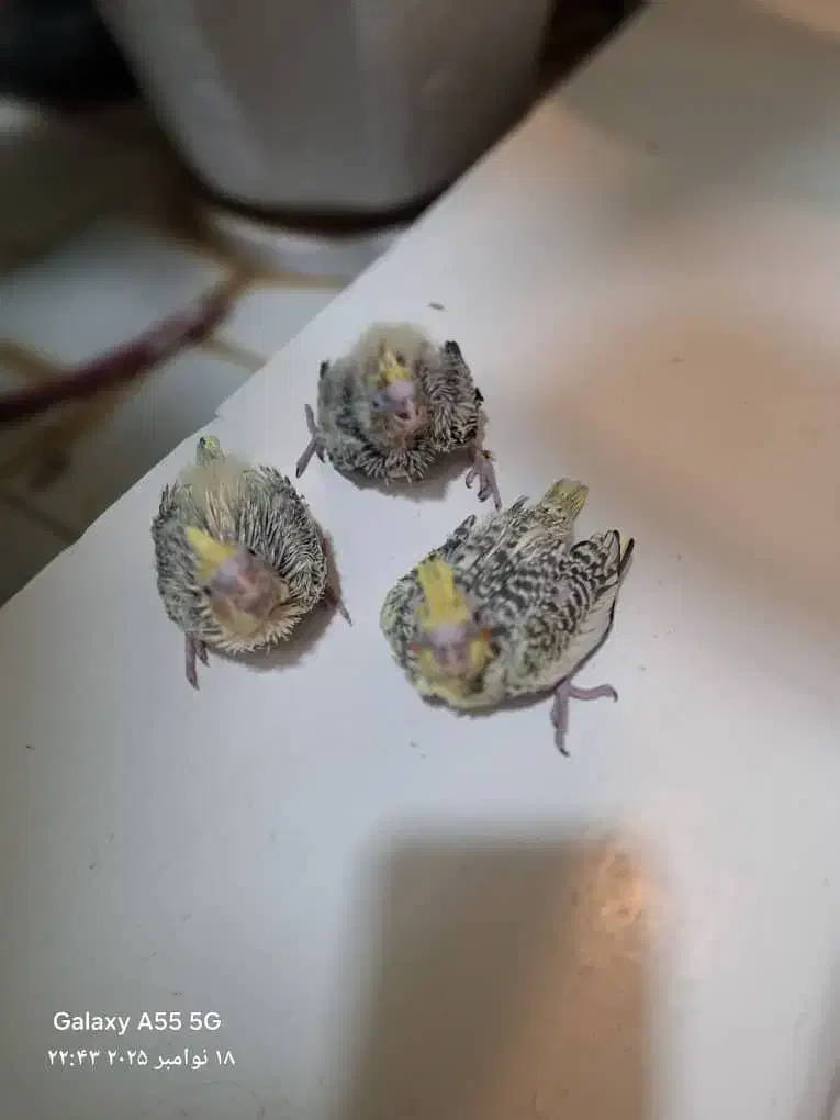 جوجه عروس هلندی|پرنده|کرج, کوی فرهنگ|دیوار